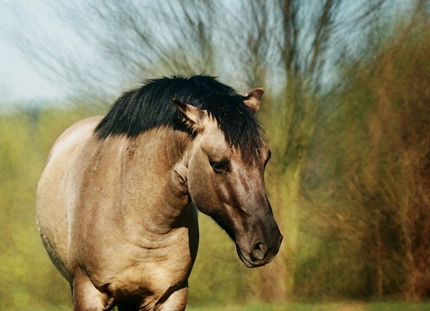 Konik polski