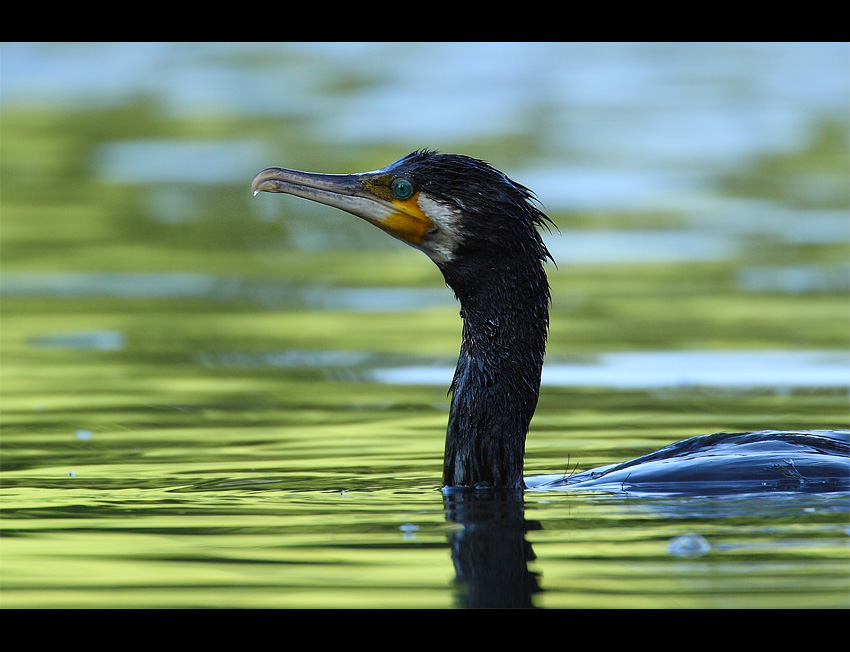 Kormoran