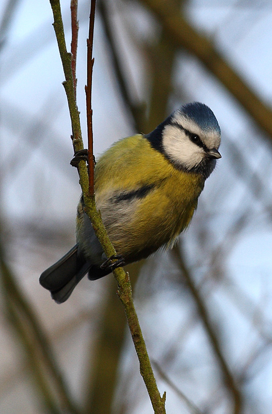 Modraszka (Parus caeruleus)