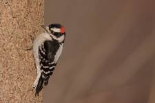 Downy Woodpecker