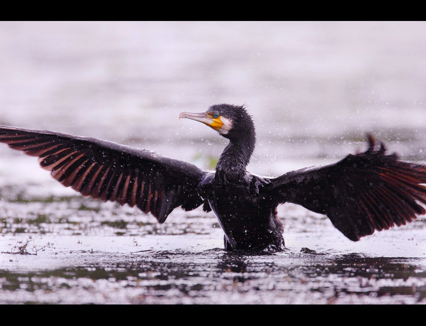 Kormoran czarny