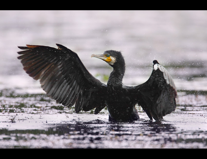 Kormoran Czarny