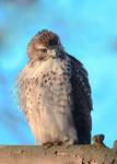 Red-tiled Hawk(Buteo jamaicensis)