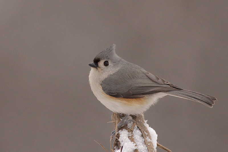 Tufted Titmouse