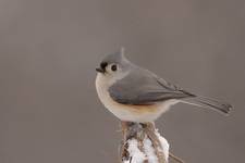 Tufted Titmouse