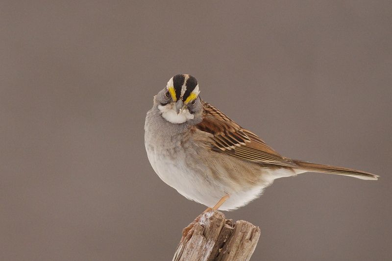 White-throated Sparrow