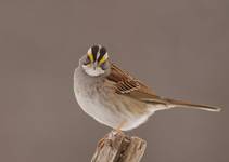 White-throated Sparrow