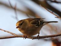 Chaffinch-Zięba