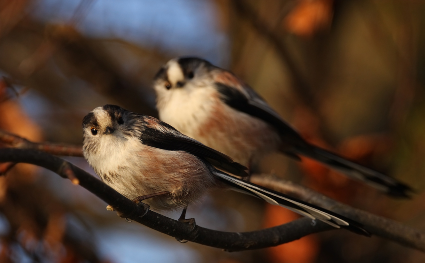 Long-tailed Tit- ATAK KLONÓW