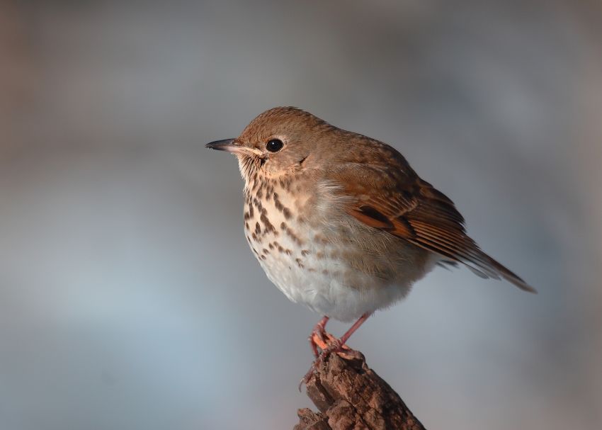 Hermit Trush(Catharus Guttatus)