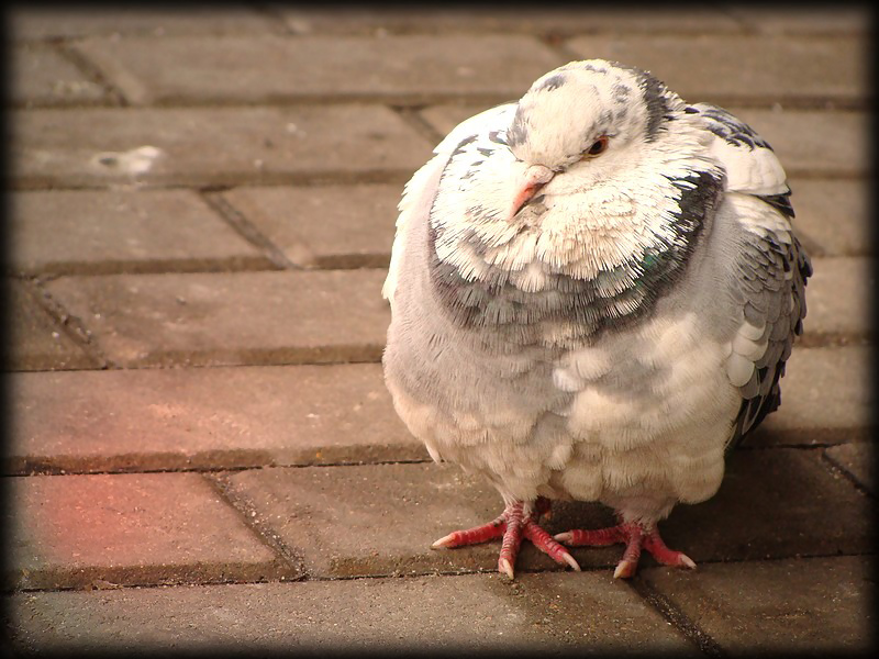 Gołąbek