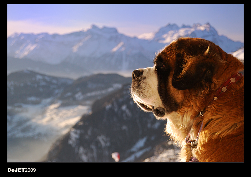 St Bernard