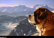 St Bernard