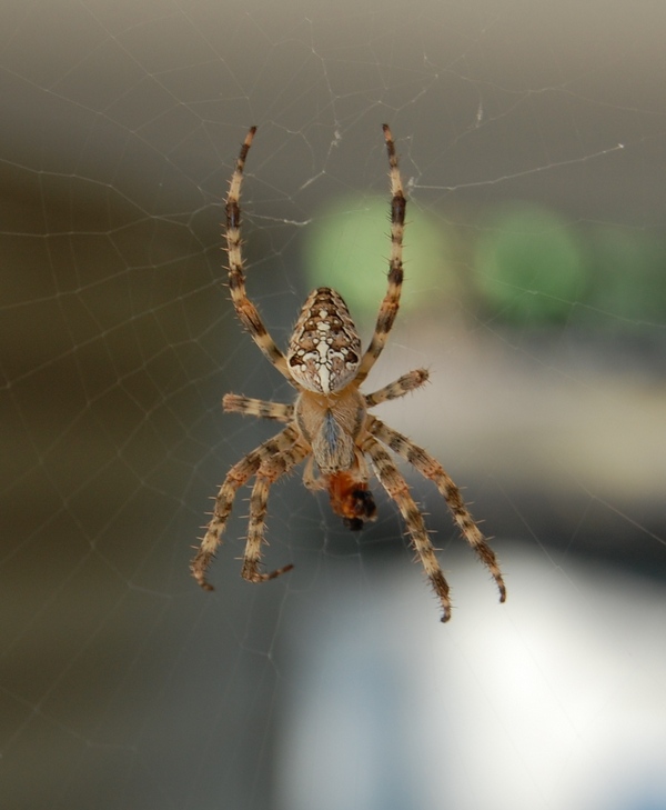 Araneus diadematus