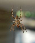 Araneus diadematus