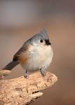 Tufted Titmouse