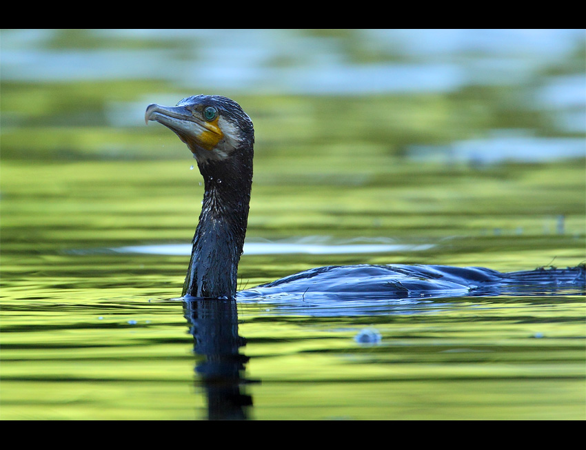 Kormoran Carny