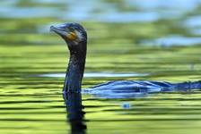 Kormoran Carny