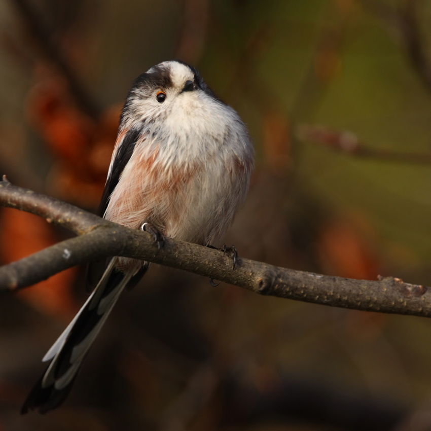 Long-tailed Tit