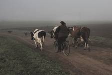 Podlasie wczesnym rankiem.