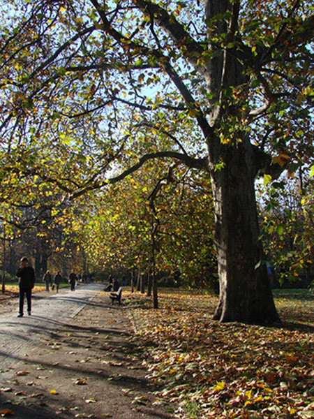 ...\"jesień idzie przez park\"