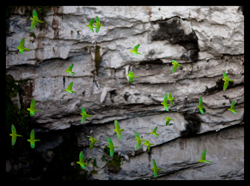 Pericos del Sótano