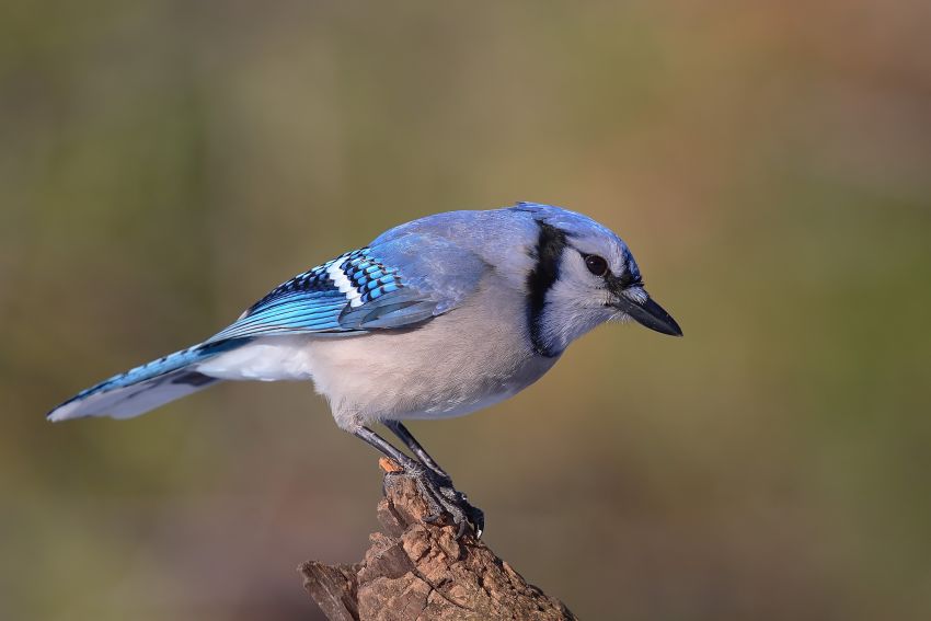 Blue Jay