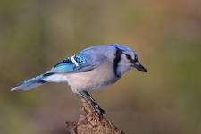 Blue Jay