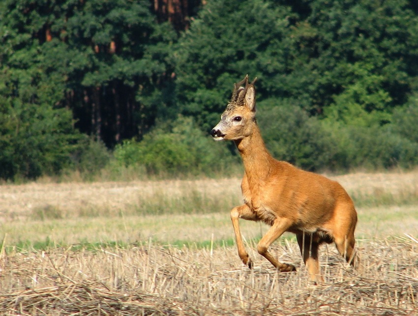 pozujący koziołek cz.II