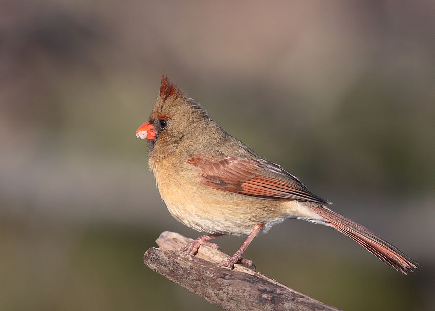 Northern Cardinal