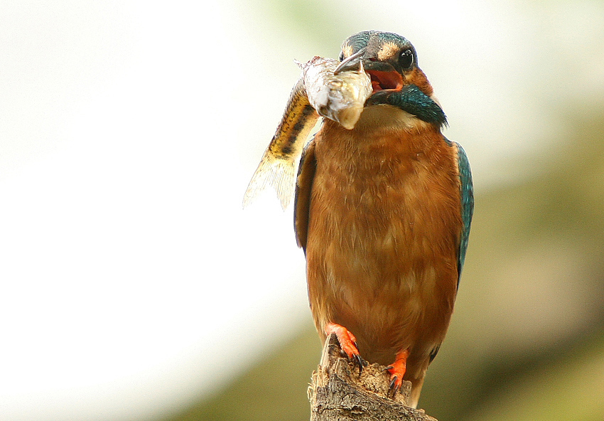 Zimorodek (Common kingfisher)