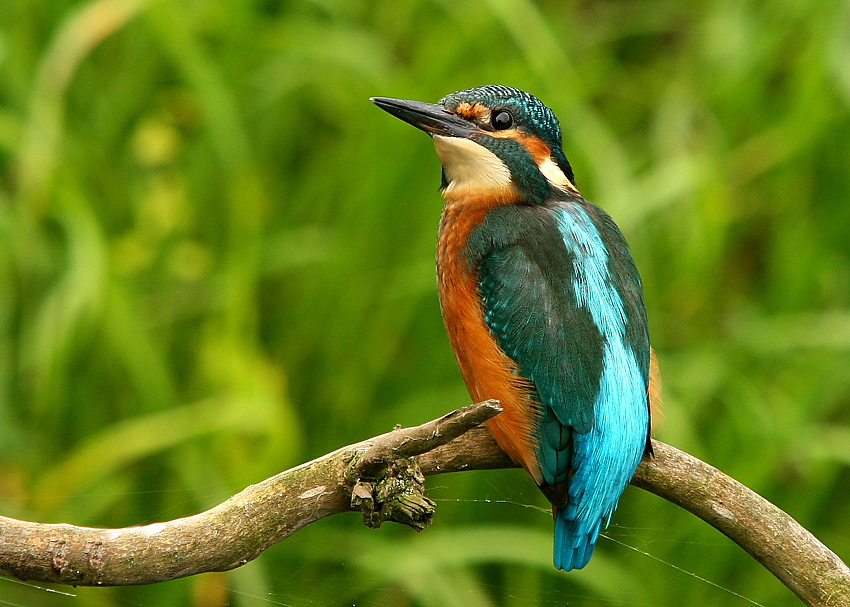 Zimorodek (Common kingfisher)