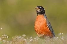 American Robin