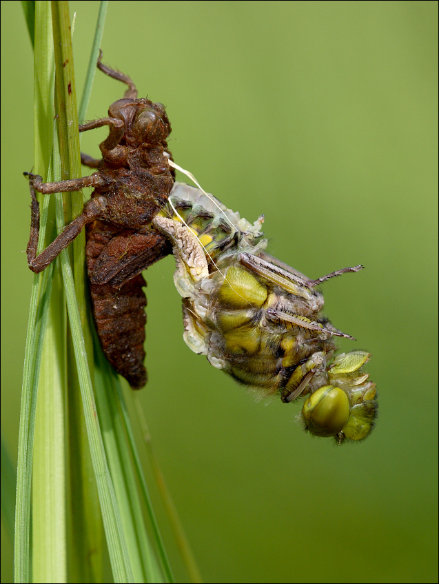 Ważka płaskobrzucha