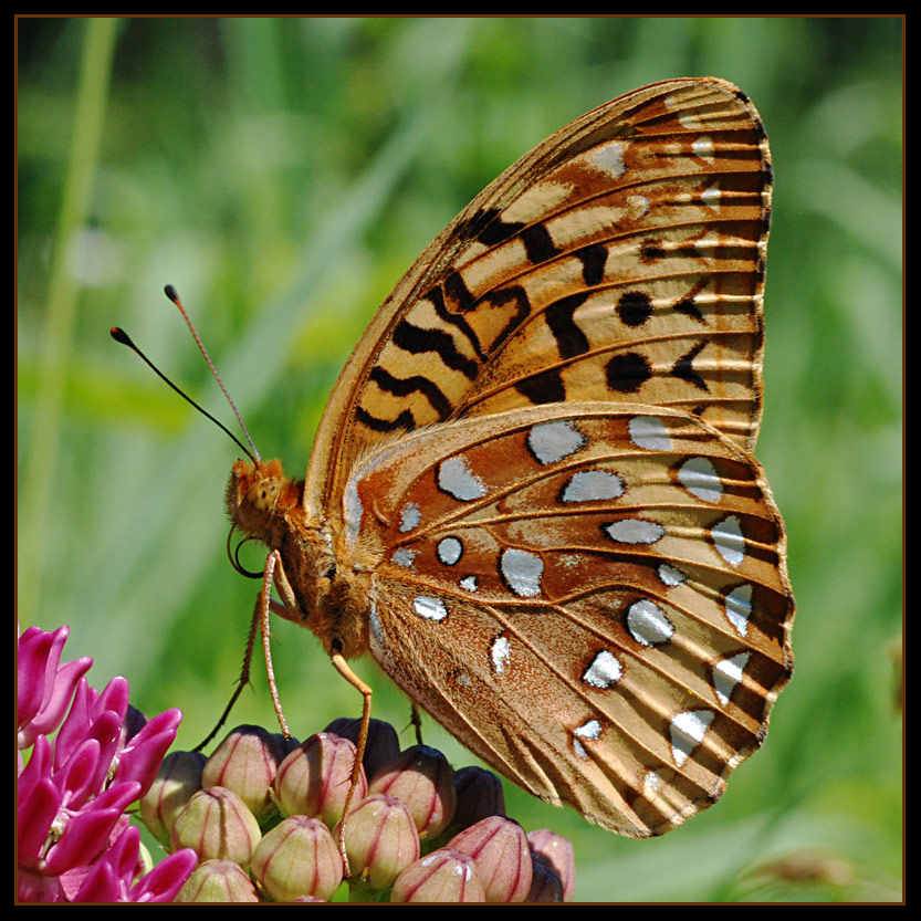 motyl