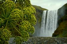 ... a w tle kap, kap... Skogafoss - Islandia