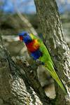 Rainbow Lorikeet