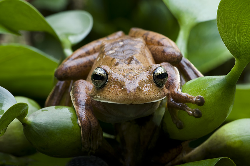 Rzekotka(Hypsiboas faber)