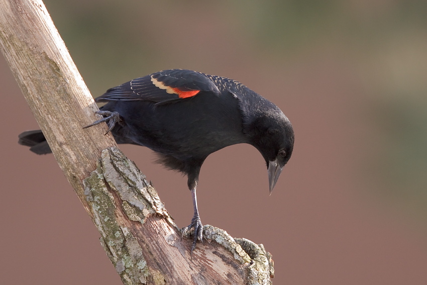 Red-winged Blackbird