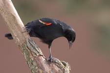 Red-winged Blackbird