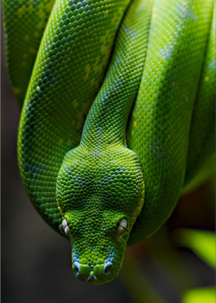 green tree python