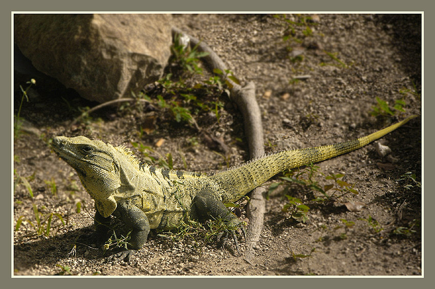 iguana