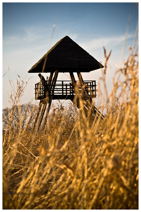 Topielec - rzeka Narew