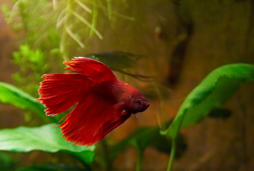 Betta splendens