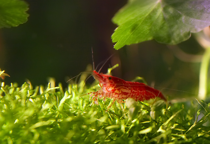 Neocaridina heteropoda var. red