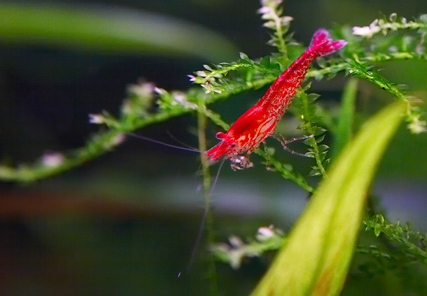 Neocaridina heteropoda var. red