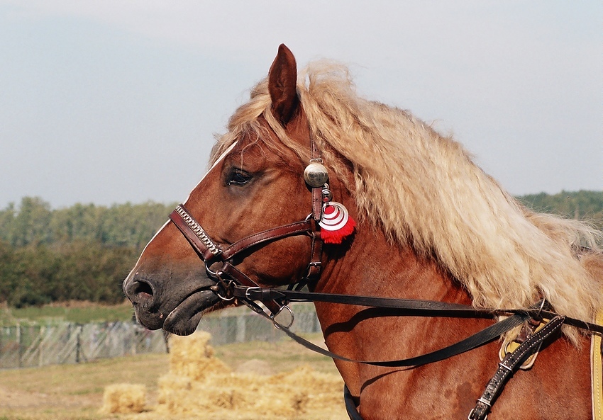 Koń pociągowy-Szreniawa 2008