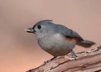 Tufted Titmouse