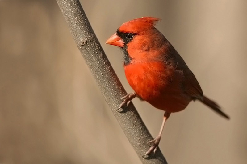 Northern Cardinal