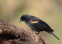 Red-winged Blackbird